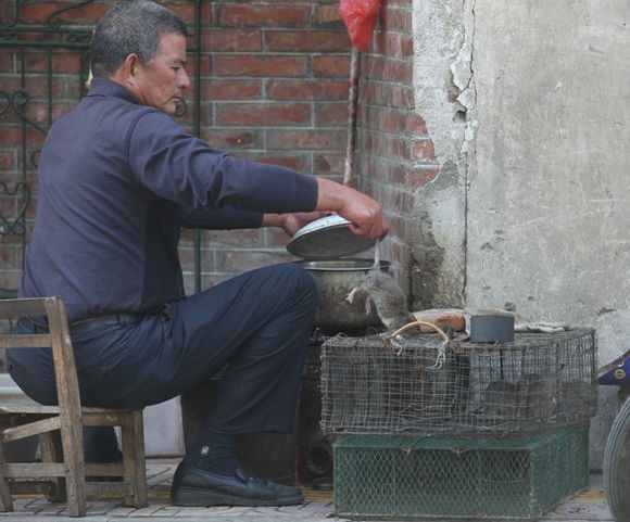 在广州老鼠肉会是一种佳肴，别恶心这只是一种文化！