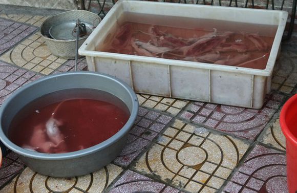 在广州老鼠肉会是一种佳肴，别恶心这只是一种文化！