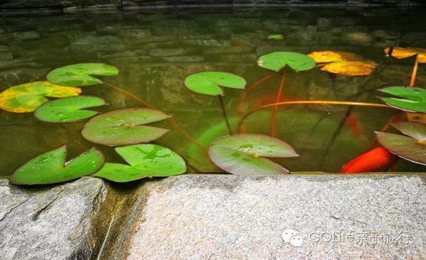 杭州亲子美食推荐,杭州景区民宿推荐亲子餐