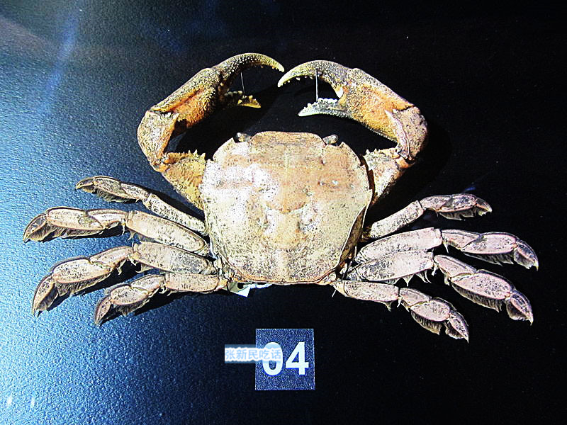 潮汕咸膏蟹是用什么蟹,潮汕腌制的螃蟹