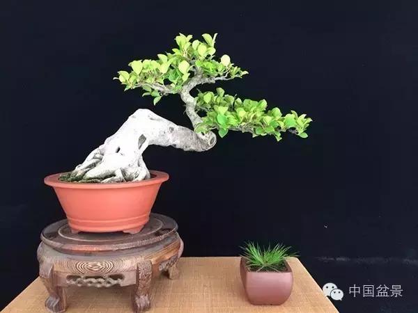 养盆景有灵性吗,养松树盆景的乐趣