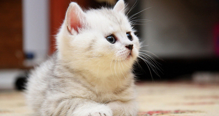 猫咪常见的疾病处理方法,猫咪常见病症及治疗方法