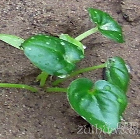 五彩芋烂叶片怎么办,五彩芋晒蔫了怎么办