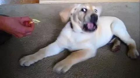 狗狗吃了洋葱精神很好,狗狗第1次吃了冰块的反应