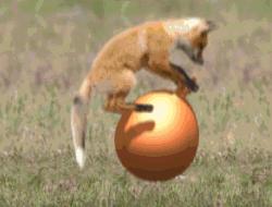 这个小吃货,萌哭了