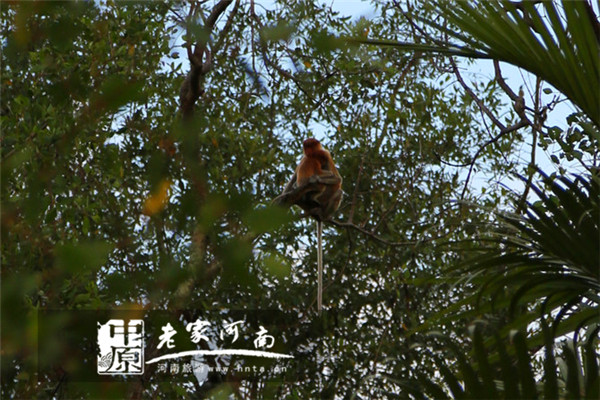 金秋沙巴游 (暑假去沙巴旅游攻略)