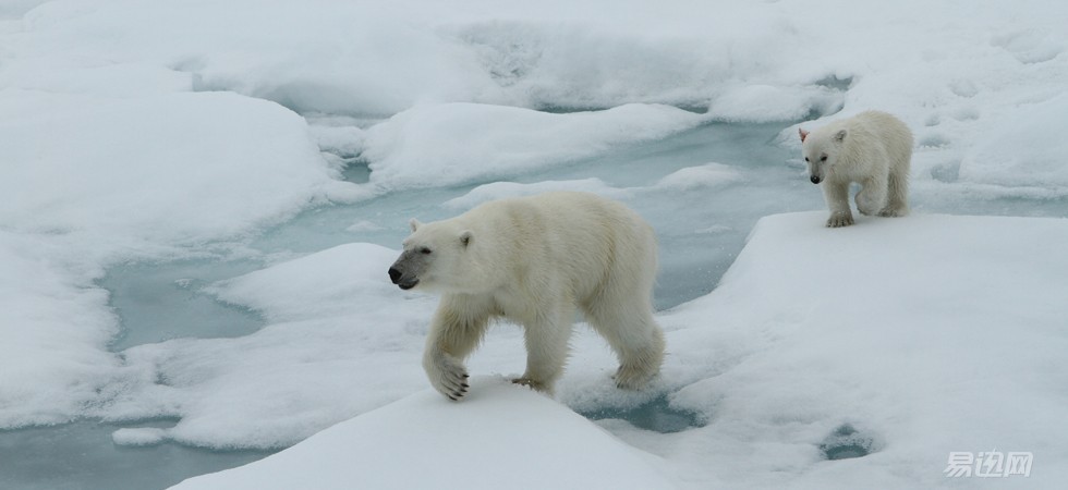 夏日大作战oz系统,夏日大作战