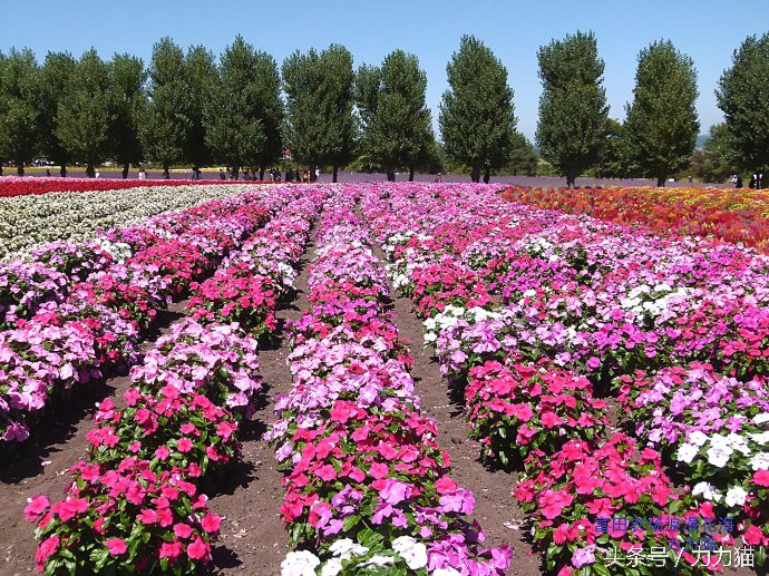 日本北海道最美丽的景点,北海道暑假旅游攻略大全