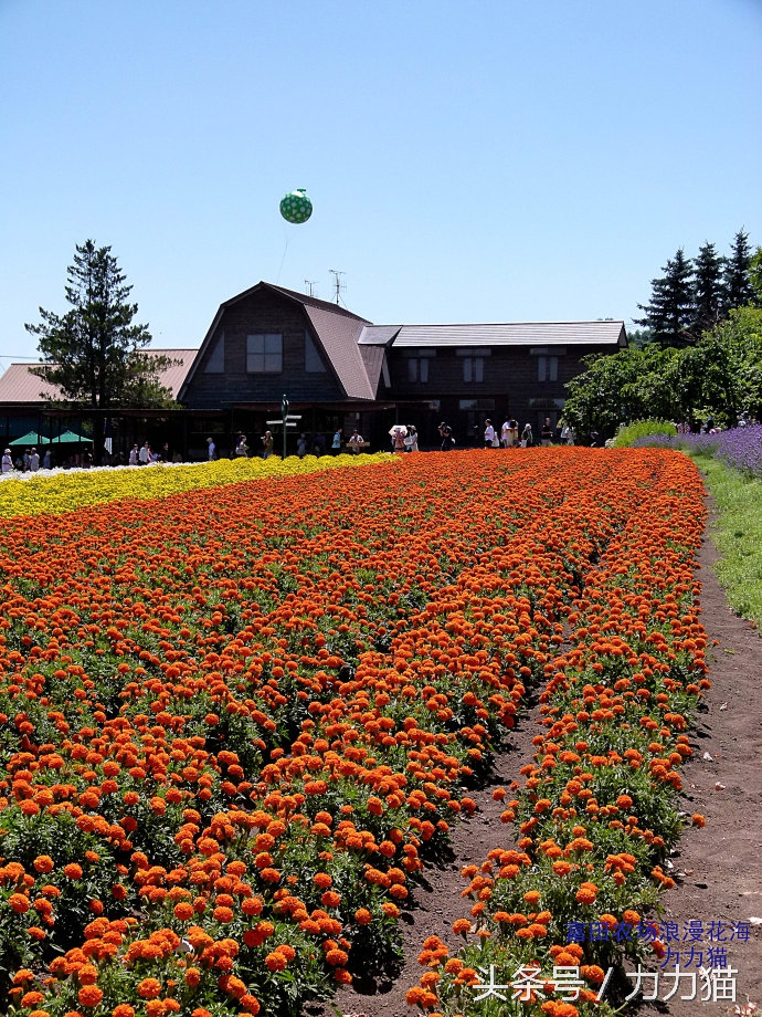 日本北海道最美丽的景点,北海道暑假旅游攻略大全