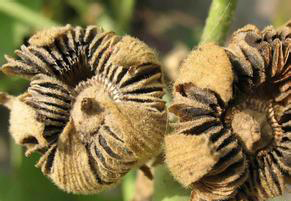 被赏一丈红,被赏一丈红全过程