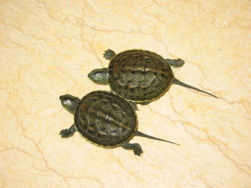 中国花龟珍珠龟,中华花龟幼龟