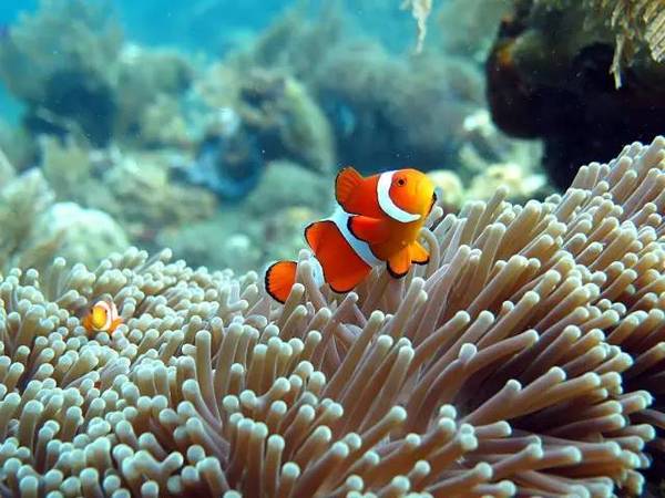 图兰奔潜水——探秘二战沉船体验