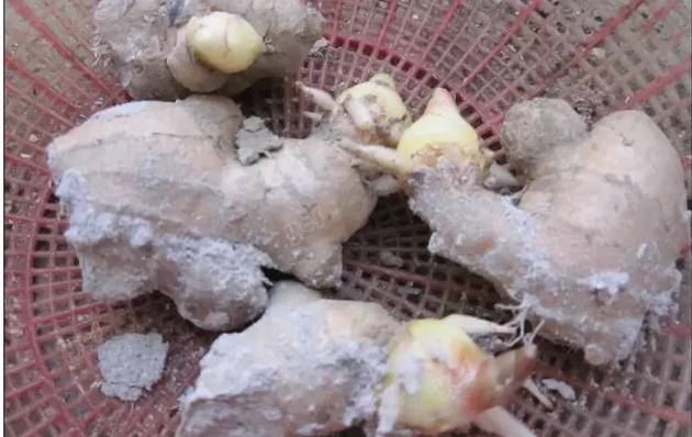 沙土花盆种姜的全部过程,花盆种植姜的方法和技巧