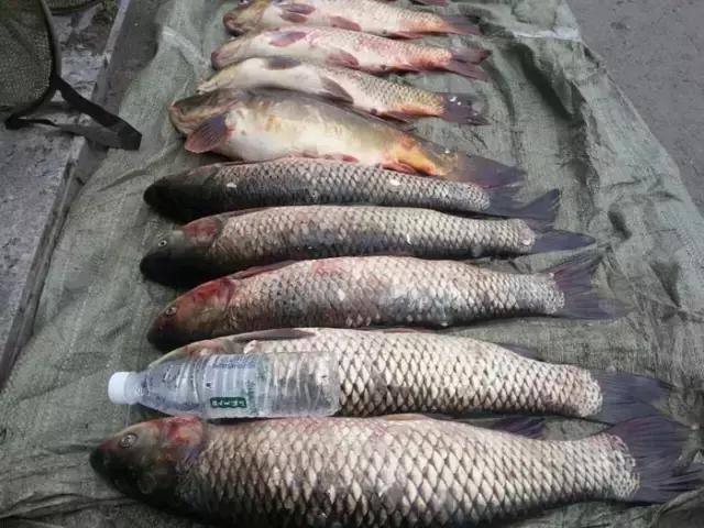 《渔获战报》大青鱼爆连引发的连环事件