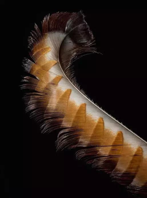 一根羽毛也许太普通了仿写,一根不起眼的羽毛