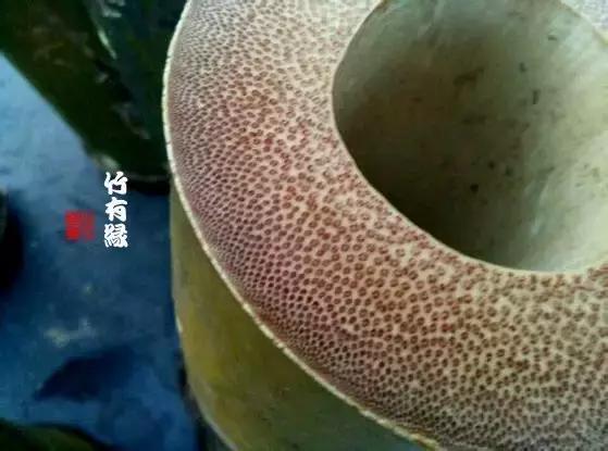 龙血金丝竹百科简介,龙血金丝竹简介