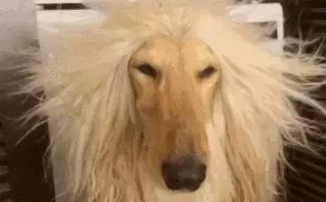 教练我想学开车,教练我想学动画