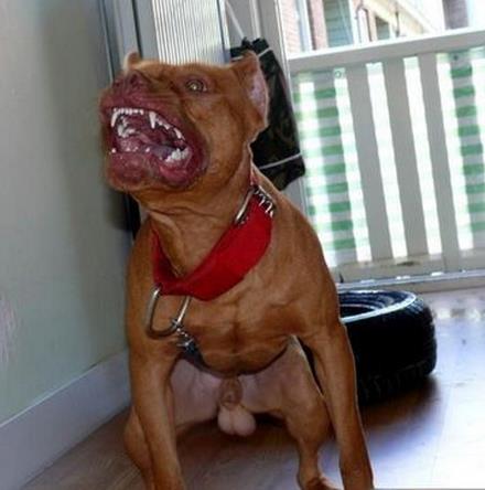 比比特犬还要厉害的猛犬有哪些,猛犬跟巨型比特犬比一下看谁很重