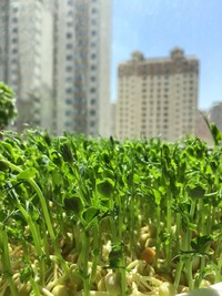 纸上种蔬菜,纸上种菜技术