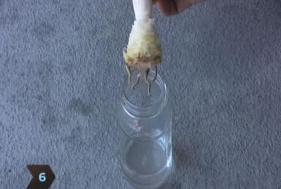 菠萝自己在家怎么种,菠萝在家自己怎样种植