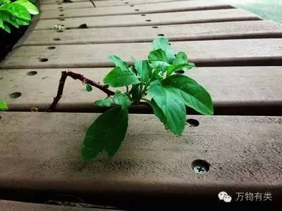 教你如何撩妹,如何正确撩妹