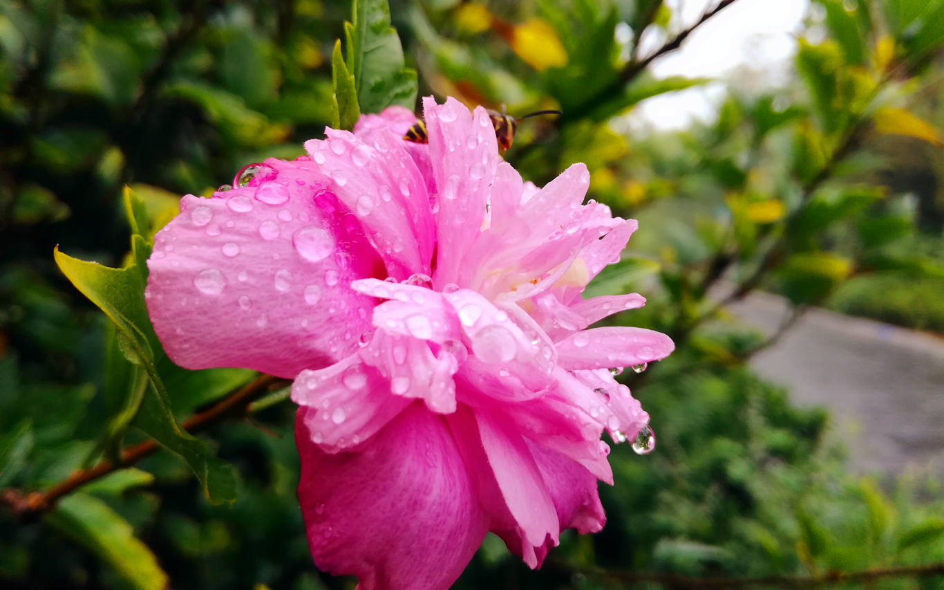 荣耀畅玩5c测评,荣耀畅玩5c与荣耀5c是否一样