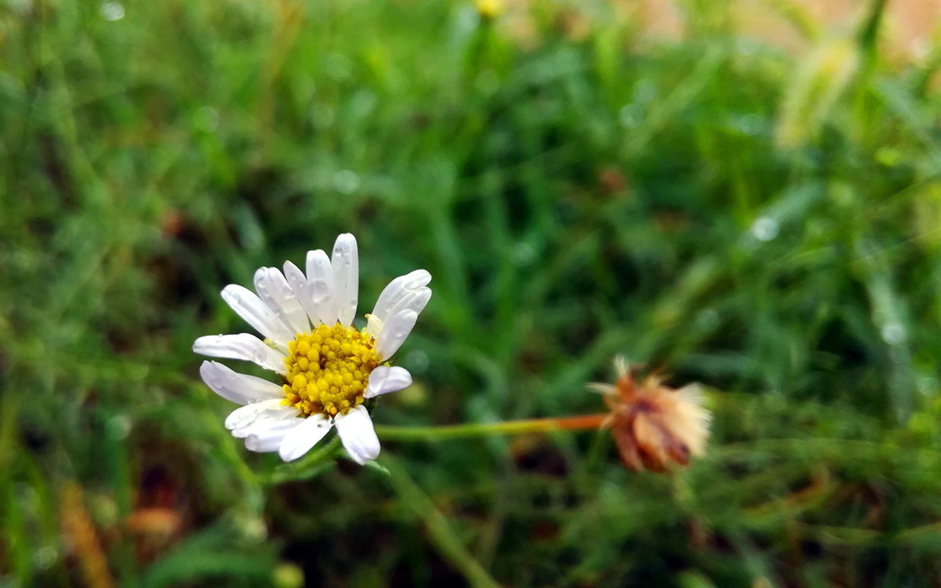 荣耀畅玩5c测评,荣耀畅玩5c与荣耀5c是否一样