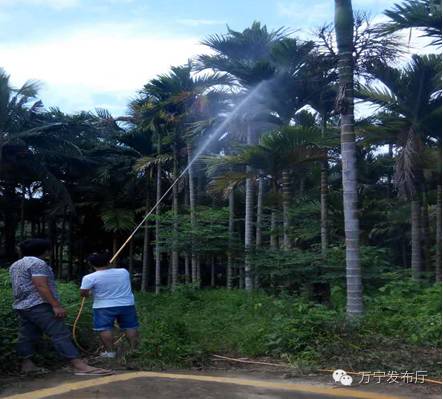 防治槟榔黄化烂心的药物,调理槟榔黄化配方