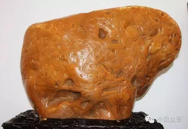 养盆景有灵性吗,养松树盆景的乐趣