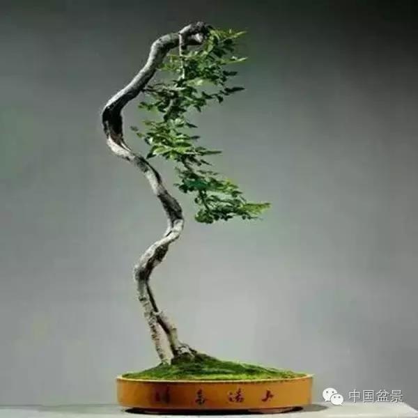 养盆景有灵性吗,养松树盆景的乐趣