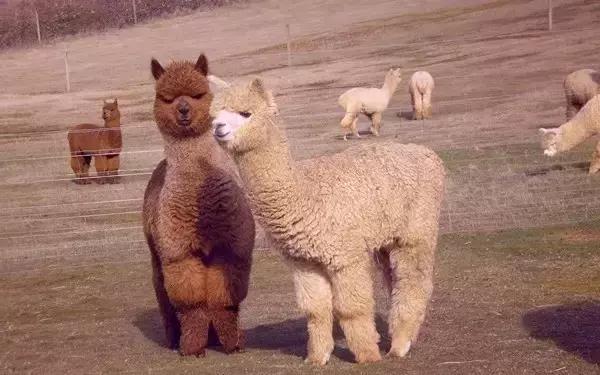 北上广一套房在美国能买到什么 (广州增城一套房子多少钱左右)