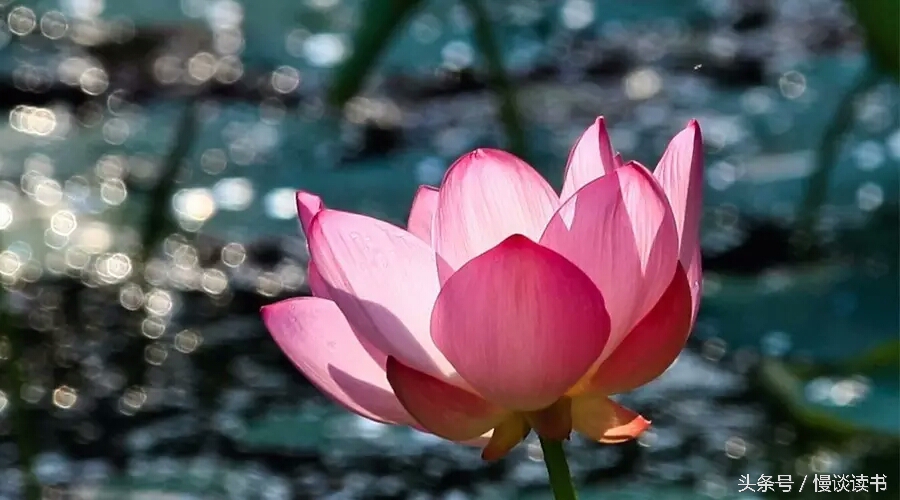 如何阅读一本英文原著,外国文学必读100本书