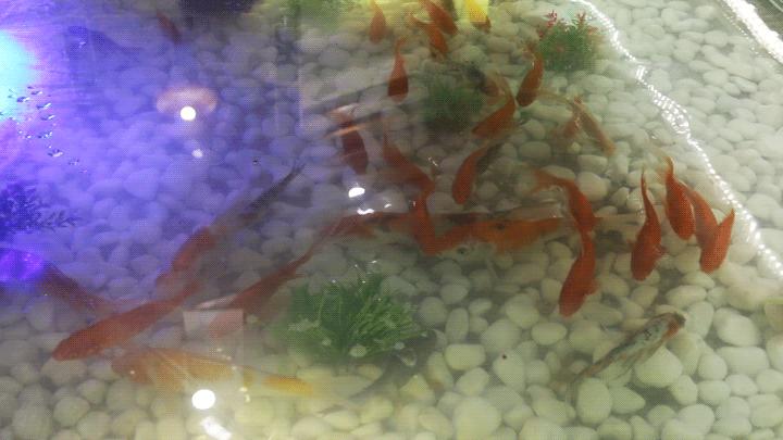 这艘巨型渔船终于驶入泉州，鱼控们上船后已经失控！