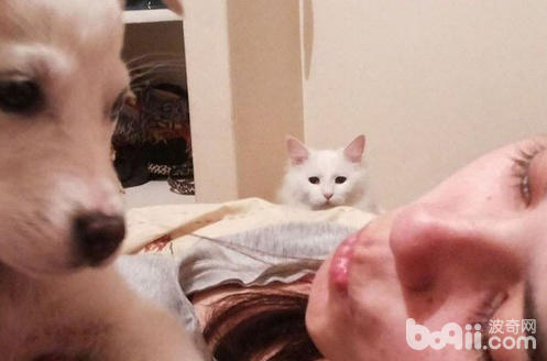 主人正专心逗狗，没想到狗狗一脸面瘫，而不远处猫咪的醋坛子翻了