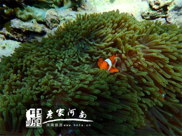 金秋沙巴游 (暑假去沙巴旅游攻略)