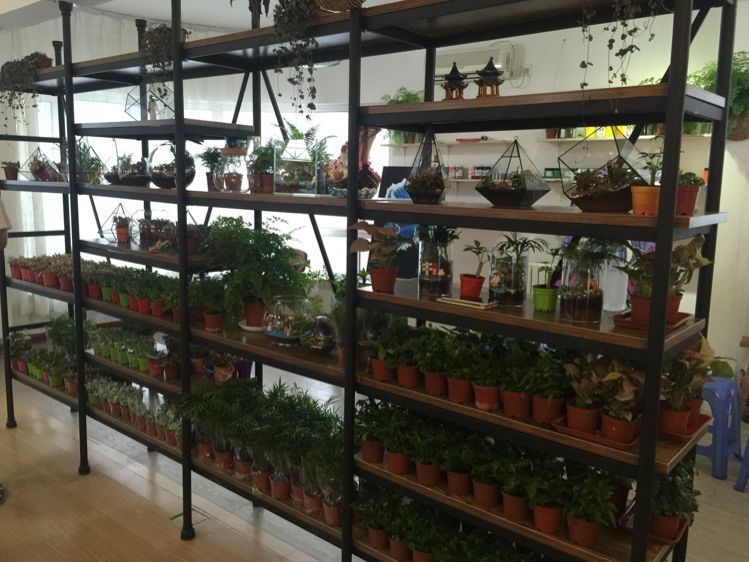 在青蓝树培养艺术“细菌”