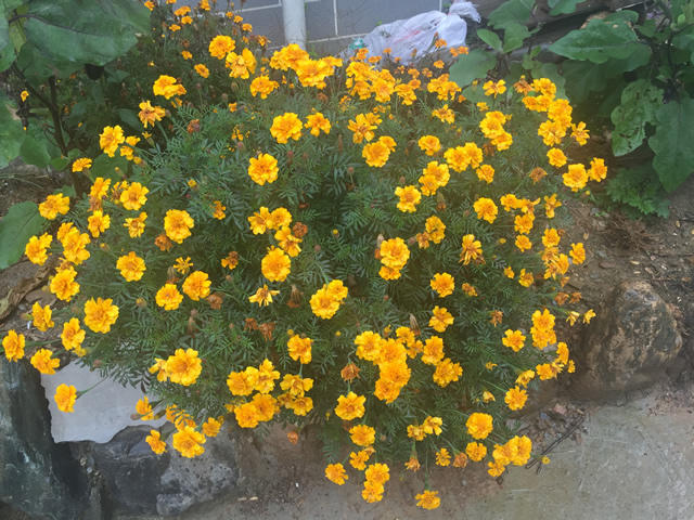 那些年，我们去金丝峡游玩路过的商南县太子坪村