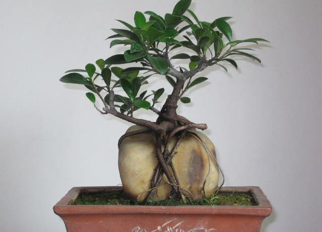 养花种树的知识,榕树怎么养根更好看