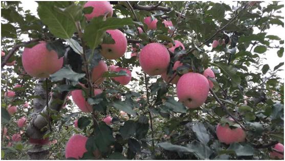 对话果商∣南果大量上市的季节，勇记苹果如何逆流而上？