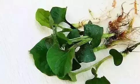 抗辐射的茶有哪些,抗辐射的能吃植物有哪些