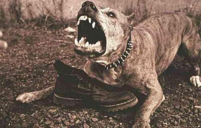 比比特犬还要厉害的猛犬有哪些,猛犬跟巨型比特犬比一下看谁很重