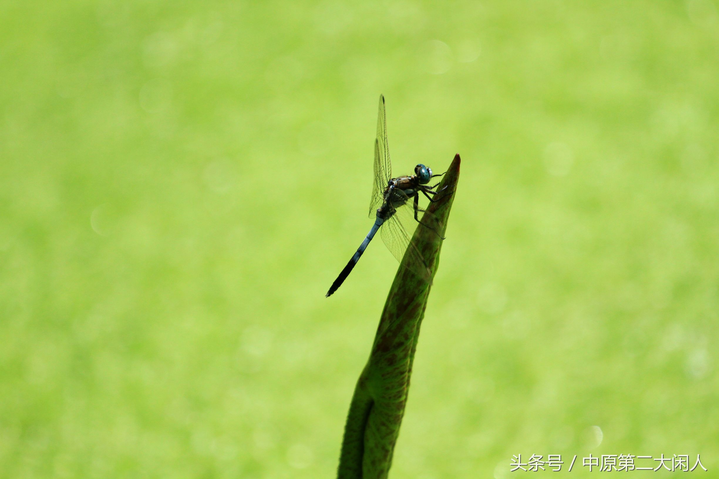 童年趣事抓蜻蜓400字作文,童年趣事抓蜻蜓的作文600字