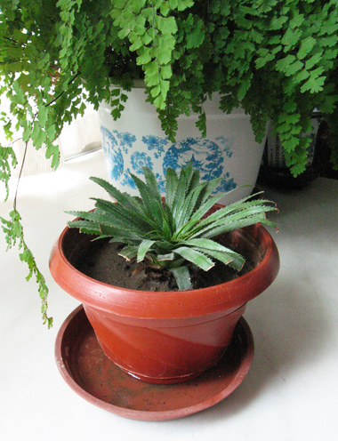 菠萝自己在家怎么种,菠萝在家自己怎样种植