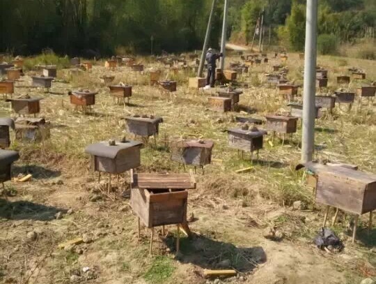 自制三七粉蜂蜜面膜祛斑最有效,蜂蜜珍珠粉自制面膜怎么做