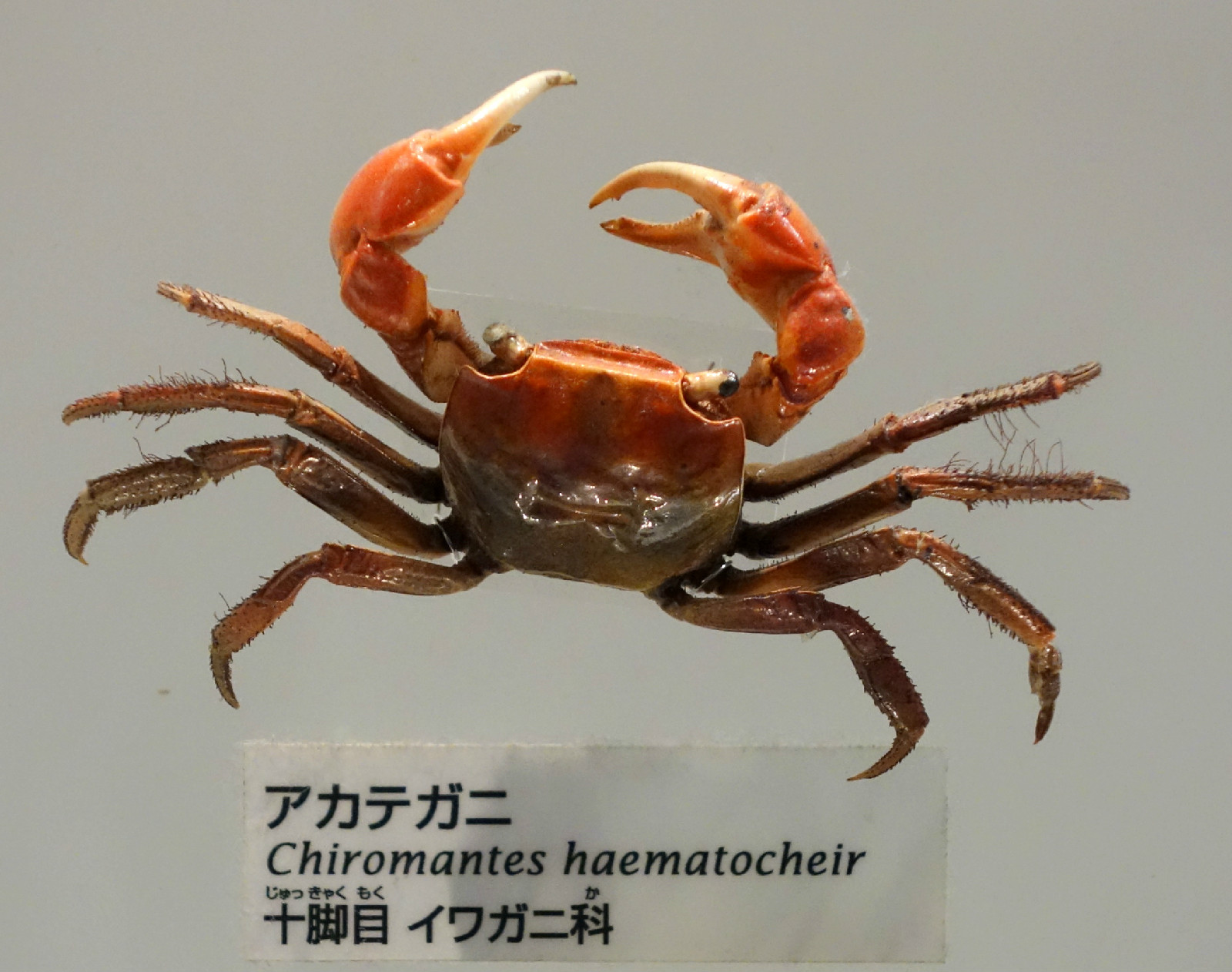 潮汕咸膏蟹是用什么蟹,潮汕腌制的螃蟹