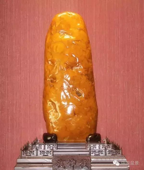 养盆景有灵性吗,养松树盆景的乐趣