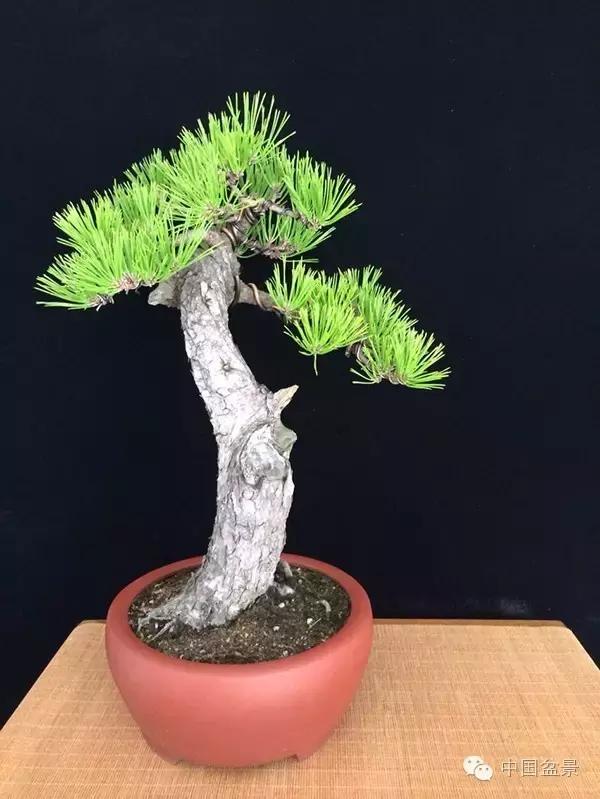 养盆景有灵性吗,养松树盆景的乐趣