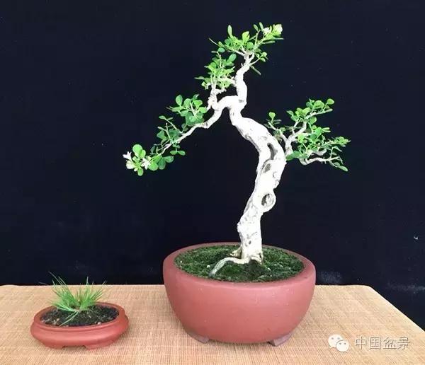 养盆景有灵性吗,养松树盆景的乐趣