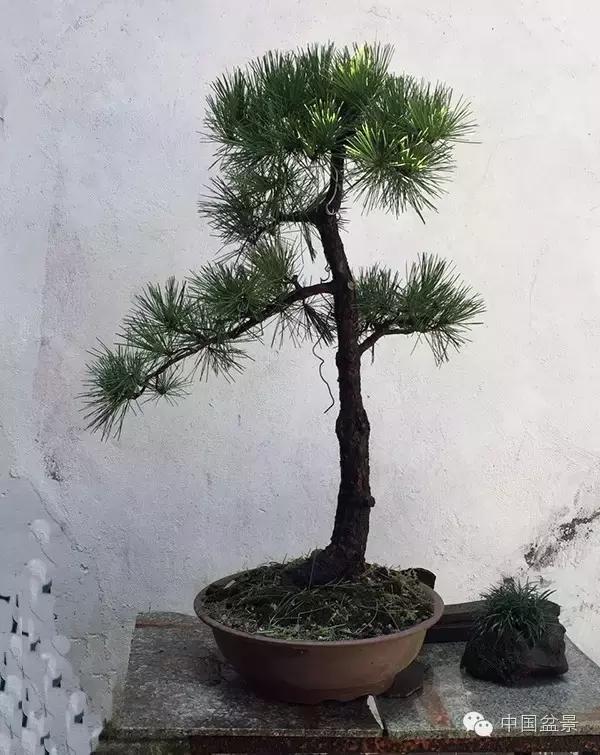 养盆景有灵性吗,养松树盆景的乐趣