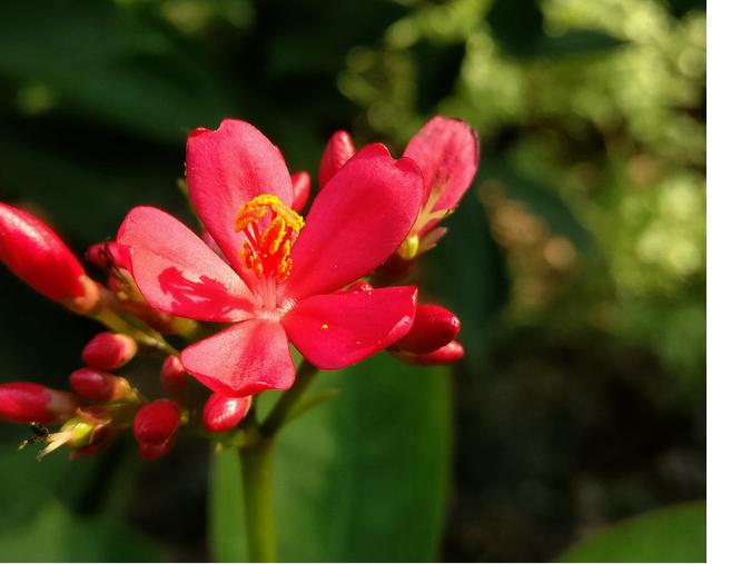 华为麦芒5怎么样值得买吗,华为麦芒5用久了反应慢怎么解决